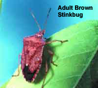 Photo of an Adult Brown Stink Bug crawling on a leaf.