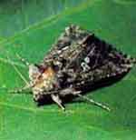 Adult Cabbage Looper resting on a green leaf