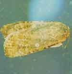 Photo of an Adult Cutworm
