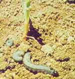 Photo of a cutworm larva and plant showing the damage he can do