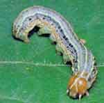 Photo of a fall armyworm larva laying on a green leaf
