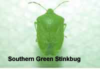 Photo of a Southern Green Stink Bug on a white background