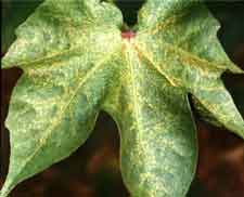 Photo of leaf showing Damage caused by spider mites