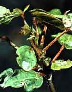 Photo of a plant with Damage caused by thrips