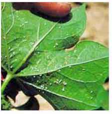 Photo of a leaf with tiny Whiteflies all over the underside