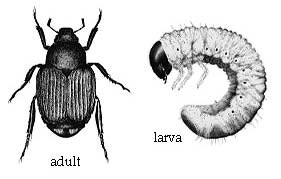 Japanese Beetle Adult and Larva