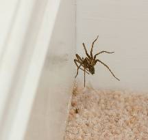 spider in a home