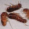Photo of four dead Drywood termite alate bodies 