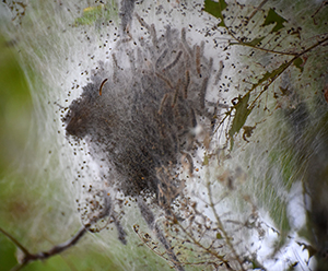 webworms in the nest