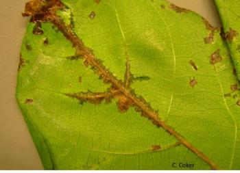 Green cotton leaf where the blight has turned the entire stem brown and is spreading outward through the veins of the leaf.