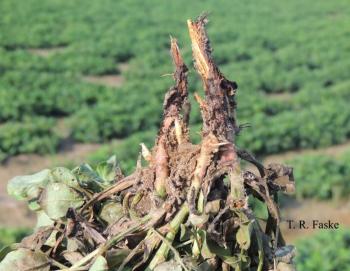 Up close picture of roots that are brown and dried up.