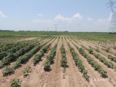 Rows of short cotton plants and large bare spots in the field.