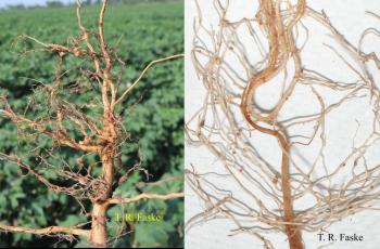 Photos of plant roots that are diseased.