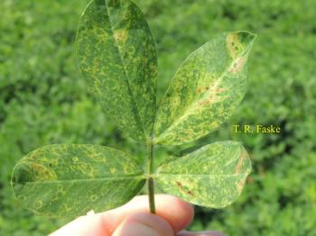 Fingers holding a single peanut plant stem that has four green leaves covered with yellow spots.