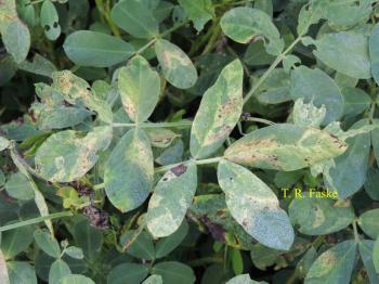 Diseased peanut leaves that have yellow and dark brown spots on the leaves.