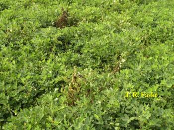 Peanut plant stems that are wilted and infected with Southern Blight