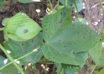 Green cotton leaf with small brown spots on it.