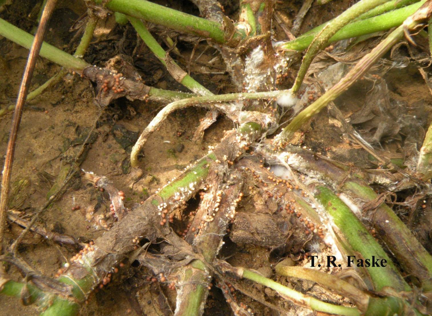 Green peanut plant with white sections on it that are close to the root of the plant.