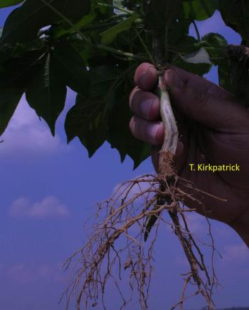 Hand holding a cotton plant displaying the roots of the plant.