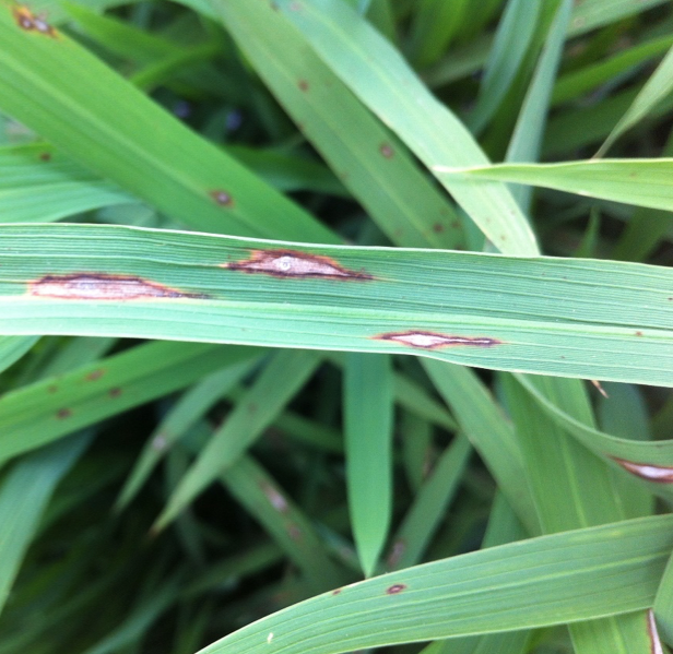 Rice blast symptoms on leaves brown diamond shaped spots on foliage