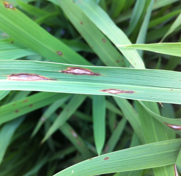 brown diamond shaped spots on foliage