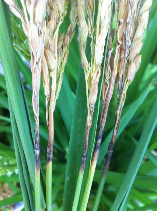 Rice blast symptoms on neck Rice blast symptoms on neck