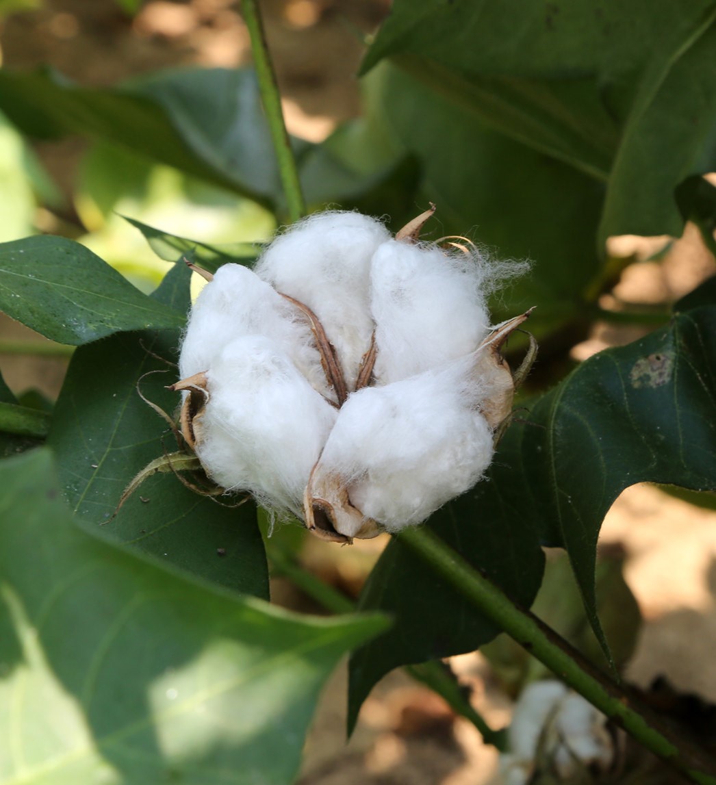 Cotton