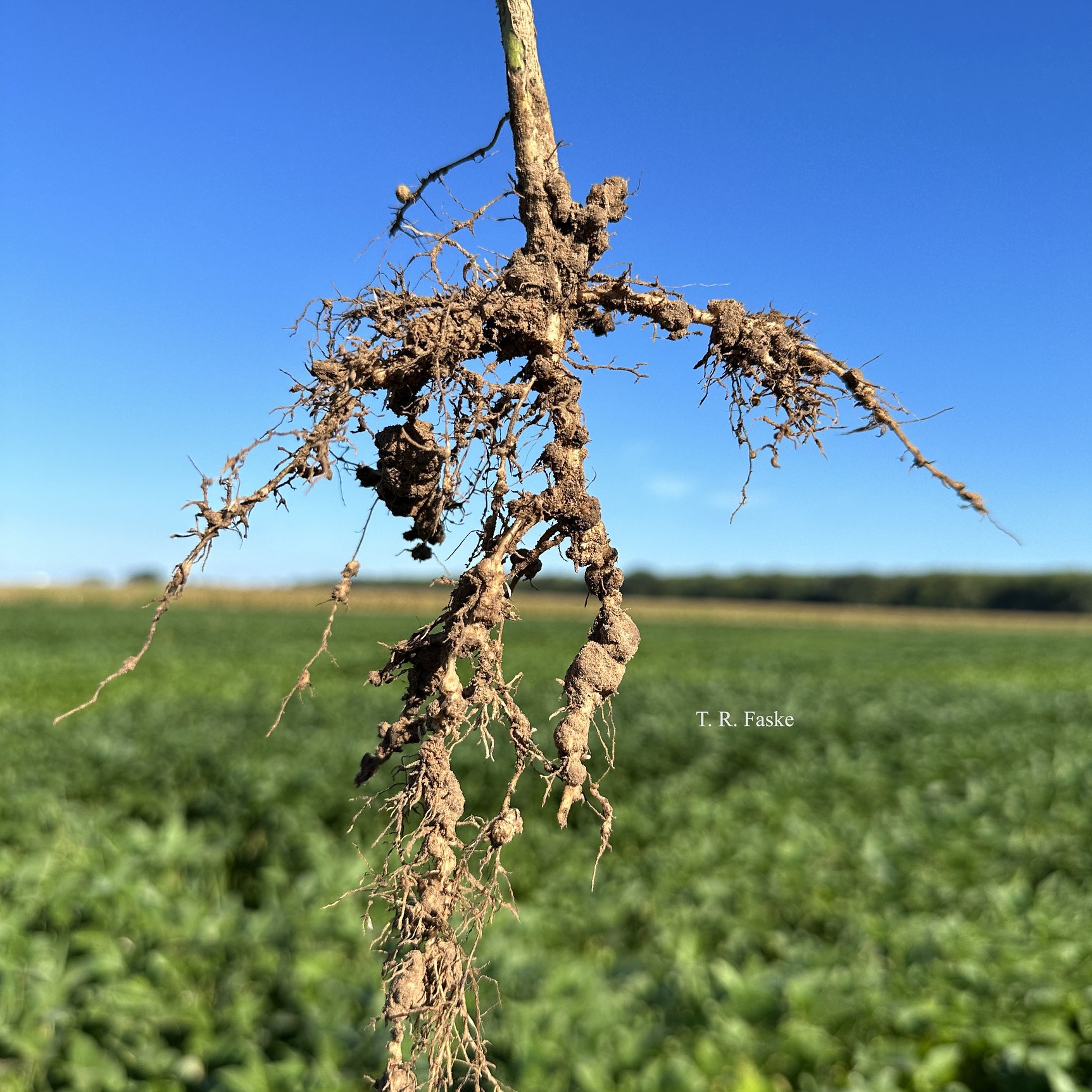 Nematode Management