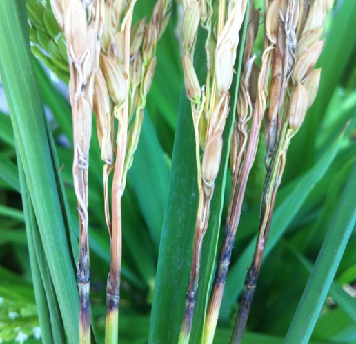 black and brownish rot on neck of the rice plant