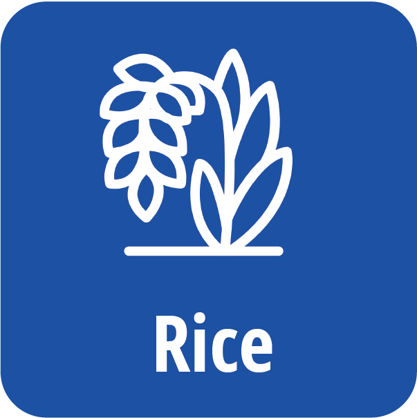 Rice Disease Page Icon