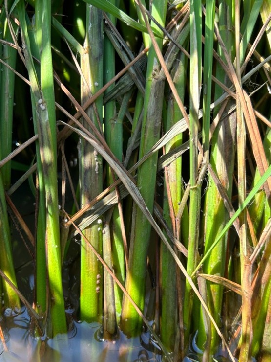 distinct lesions on the sheaths of young rice plants