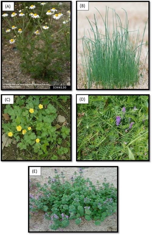 Winter annual broadleaf weeds problematic in wheat