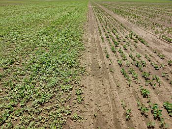 PRE vs. no PRE controlling Palmer amaranth in soybean