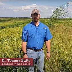 Man in rice field discussing weed control.