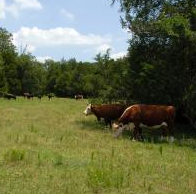cows far away in a pasture