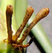 root damage to plant