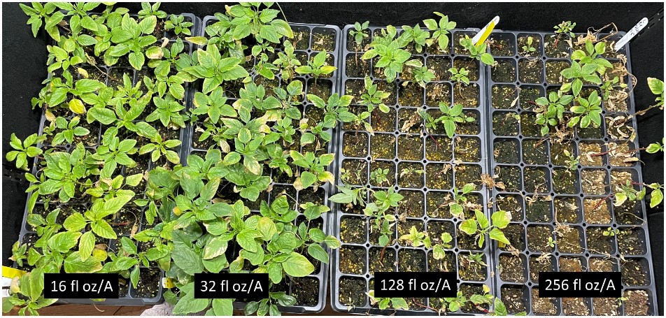 Glufosinate rate response on a MS Co. Pigweed population