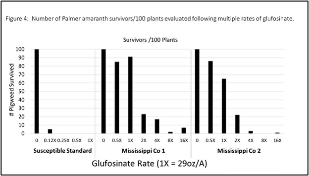 Number of Palmer amaranth survivors/100 plants evaluated following multiple rates of glufosinate