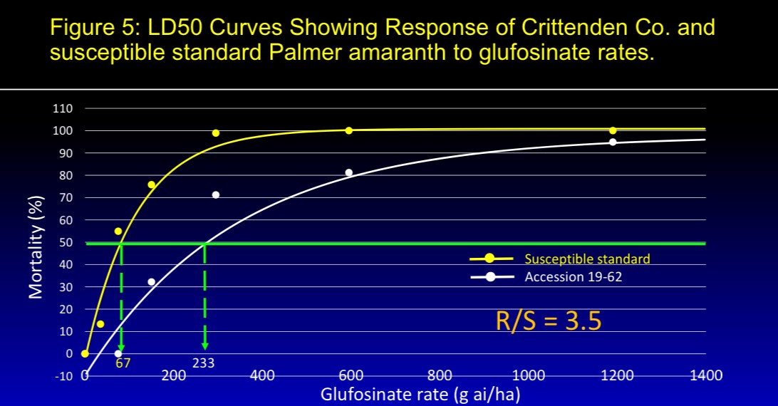 LD50 curves showing response of Crittenden Co. and susceptible standard Palmer amaranth to glufosinate rates