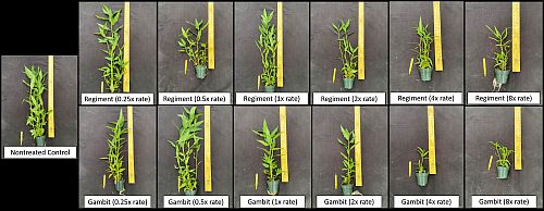 Dose response of suspected ALS-inhibitor resistant smartweed from Jackson County, AR 28 days after treatment of bispyribac-sodium (Regiment) and halosulfuron + prosulfuron (Gambit). 