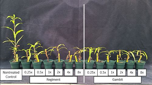 Dose response of susceptible smartweed from Lonoke County, AR 28 days after treatment of bispyribac-sodium (Regiment) and halosulfuron + prosulfuron (Gambit). 