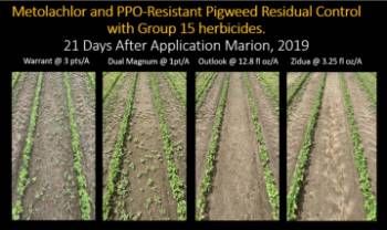 Comparison of Group 15 herbicides for multiple resistant Palmer pigweed control.
