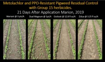 Comparison of Group 15 herbicides for multiple resistant Palmer pigweed control. Comparison of Group 15 herbicides for multiple resistant Palmer pigweed control.