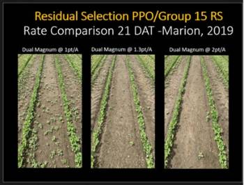 Control of multiple-resistant Palmer pigweed with multiple rates of Dual Magnum.