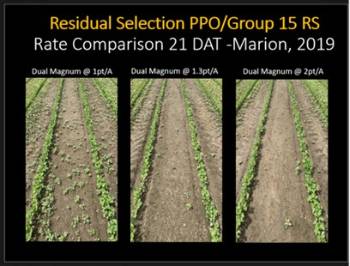 Control of multiple-resistant Palmer pigweed with multiple rates of Dual Magnum. Control of multiple-resistant Palmer pigweed with multiple rates of Dual Magnum.