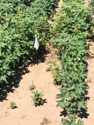 Palmer pigweed surviving a 2% Liberty soaking in NE Arkansas.