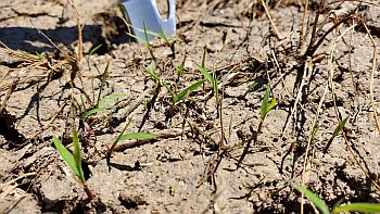 Barnyardgrass seedlings emerging near Hoxie, AR on April 10th.