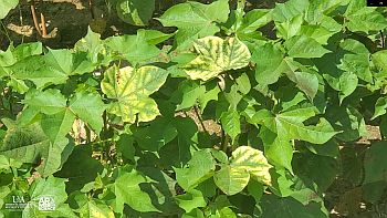 Herbicide causing bleaching symptoms on cotton leaves.