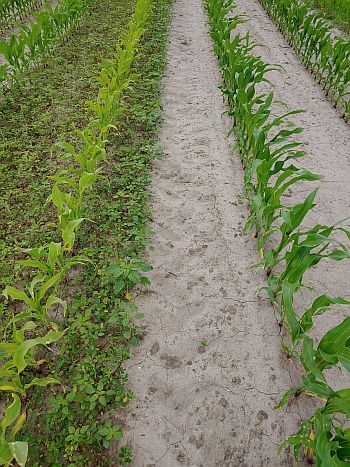 Beneficial effects of a PRE herbicide on early-season weed control in corn. No PRE was sprayed on the left, while a PRE herbicide was sprayed on the right.