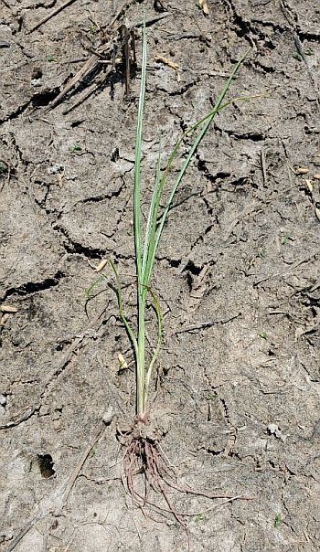 Figure 2. Young white margin sedge plant with commonly observed red roots.